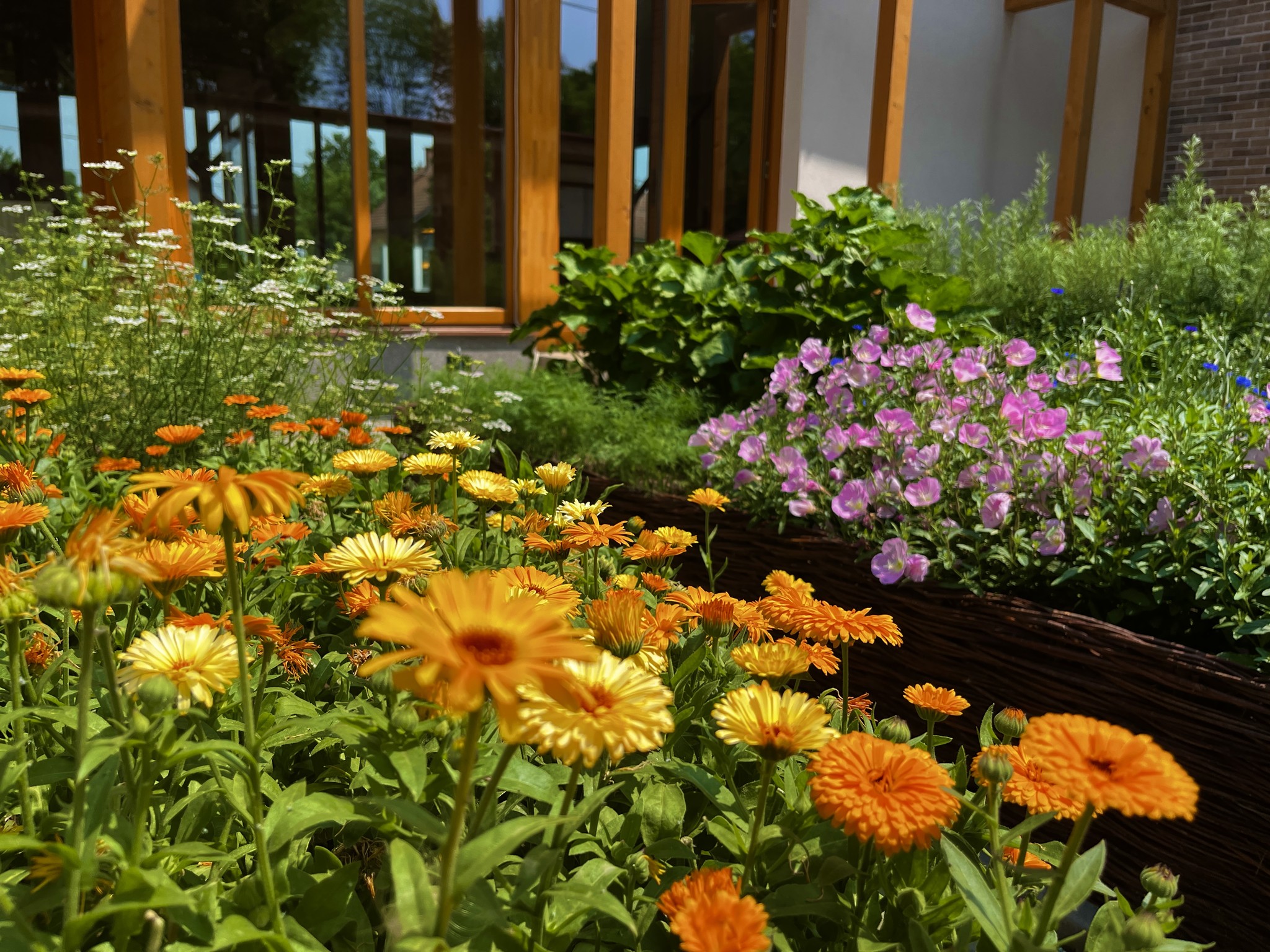 Gyógynövényismeret